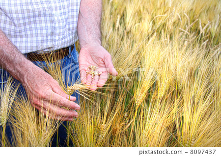 Hands with holding wheat grains Hands with holding wheat grains 8097437