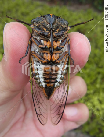 Belly's belly 8097493