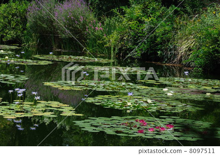 Water lily monet's garden Kochi prefecture Kitagawa village Water lily monet's garden Kochi prefecture Kitagawa village 8097511
