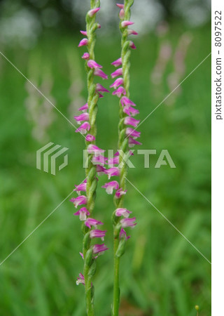 螺絲香蕉 8097522