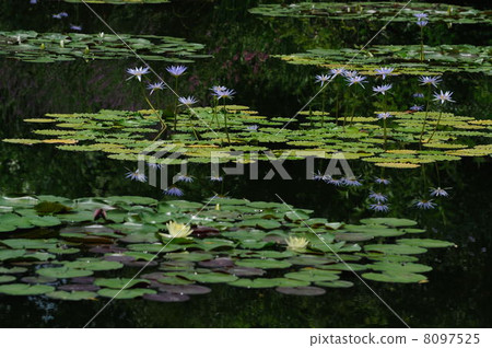 睡蓮莫奈的花園高知縣北川村 8097525