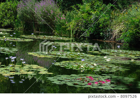 睡蓮莫奈的花園高知縣北川村 8097526
