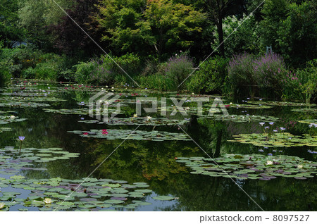 睡蓮莫奈的花園高知縣北川村 8097527