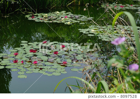 睡蓮莫奈的花園高知縣北川村 8097528