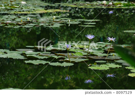 睡蓮莫奈的花園高知縣北川村 8097529