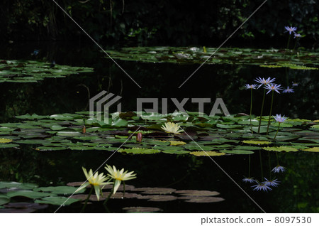 睡蓮莫奈的花園高知縣北川村 8097530
