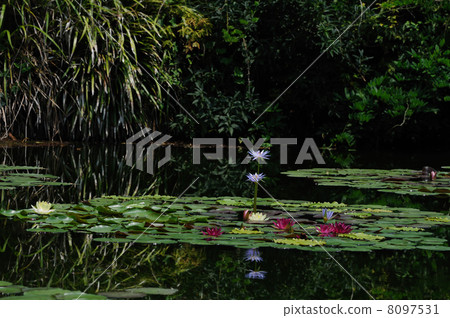 睡蓮莫奈的花園高知縣北川村 8097531