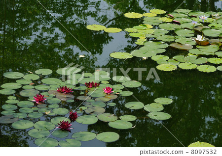 睡蓮莫奈的花園高知縣北川村 8097532
