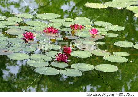 睡蓮莫奈的花園高知縣北川村 8097533