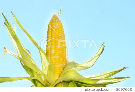 Corn in the sun 8097668