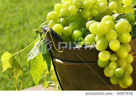 Green grapes in the sun Green grapes in the sun 8097956