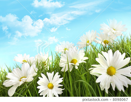 White summer daisies in tall grass White summer daisies in tall grass 8098067