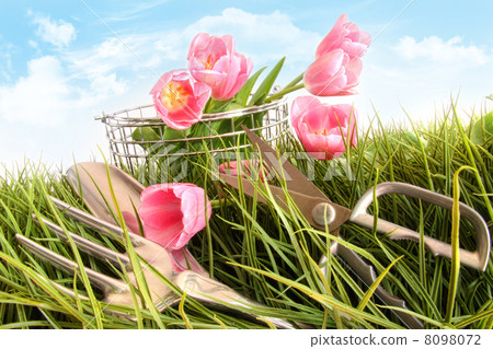 Pink tulips in tall grass Pink tulips in tall grass 8098072
