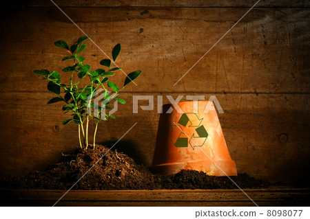 Close-up of young plant with flower pot Close-up of young plant with flower pot 8098077