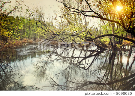 View of water swamp in early spring View of water swamp in early spring 8098080