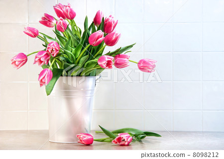 Pink tulips in white metal container 8098212