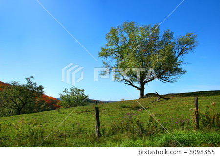 Apple tree on the hill Apple tree on the hill 8098355
