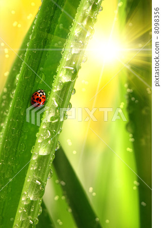 Ladybug climbing a leaf Ladybug climbing a leaf 8098356