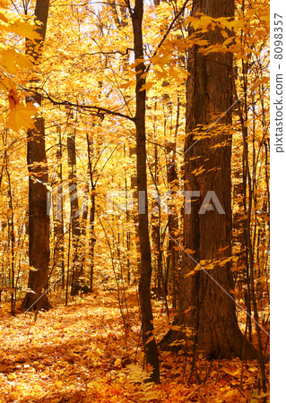 Forest of gold Forest of gold 8098357