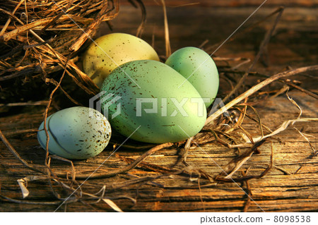 Eggs in the barn Eggs in the barn 8098538