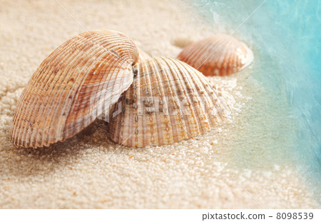 Seashells in the wet sand Seashells in the wet sand 8098539