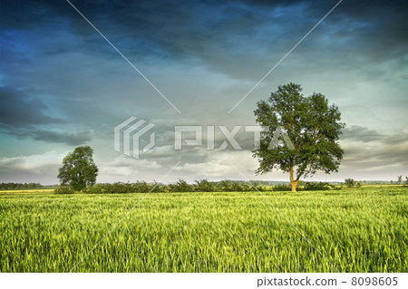 Beautiful summer fields of wheat 8098605