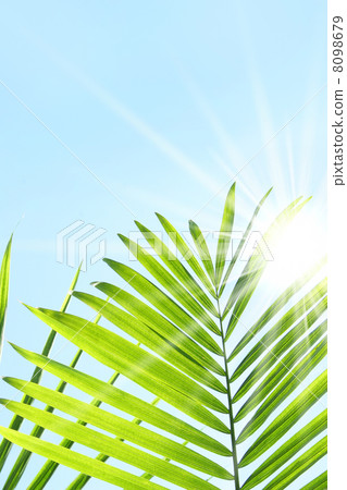 Palm leaves against a blue summer sky Palm leaves against a blue summer sky 8098679