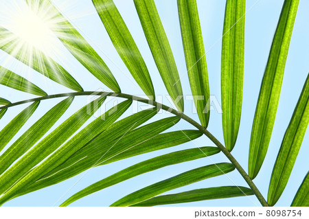 Palm leaf against a sunny blue sky 8098754