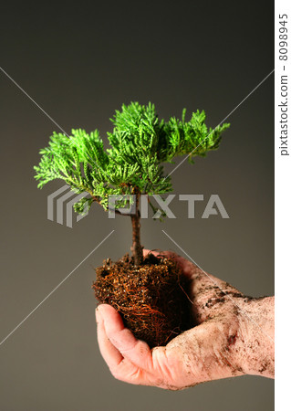 Soiled hand holding a small tree 8098945