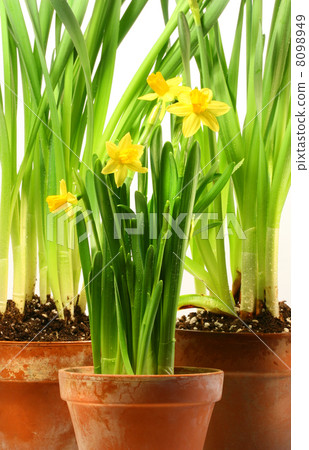 Three pots of daffodils on white Three pots of daffodils on white 8098949