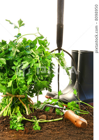 Parsley, earth with garden tools and boots on white Parsley, earth with garden tools and boots on white 8098950