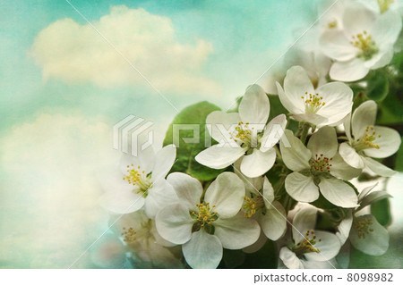 Apple blossoms on soft blue background 8098982