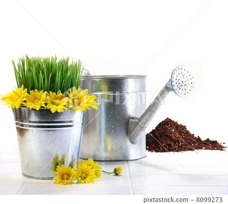 Garden pot with grass, daisies and watering can 8099273