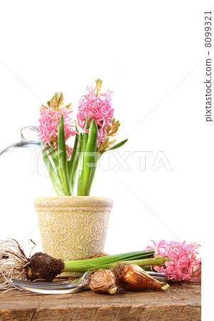 Pink hyacinth plants with bulbs Pink hyacinth plants with bulbs 8099321