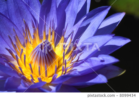 August Flower tropical waters Water lilies / water lily family 107 August Flower tropical waters Water lilies / water lily family 107 8099434