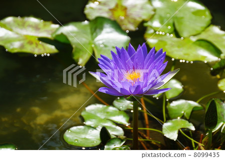 August Flower tropical water lily · lily field 106 August Flower tropical water lily · lily field 106 8099435