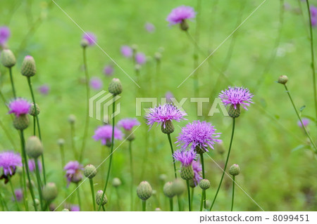 八月花Tamurasu·菊科11 8099451