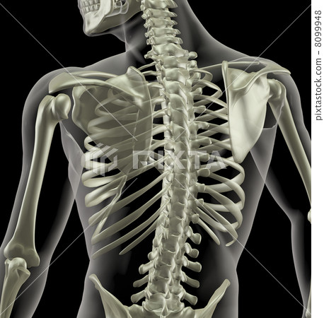 Torso of a medical skeleton Torso of a medical skeleton 8099948
