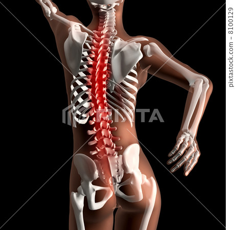 Female medical skeleton with spine highlighted Female medical skeleton with spine highlighted 8100129