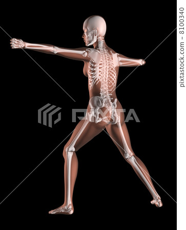 Female Skeleton in Yoga Position 8100340