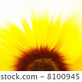Sunflower blur 8100945