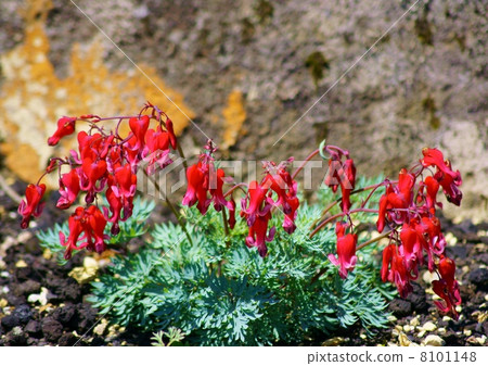 Komkusa flower language: Takamine flower Dicentra peregrina (Rudolph) Makino 8101148