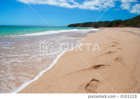 Footprints of the sandy beach 8101228