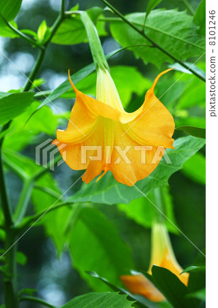 Angel trumpet flowers 8101246