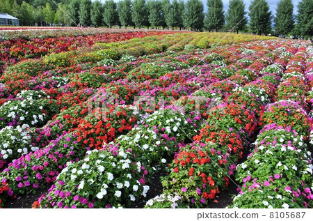 富良野花園 富良野花園 8105687