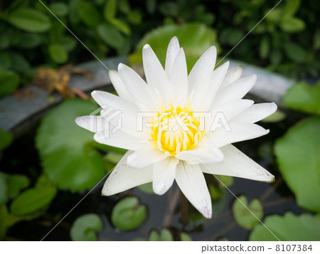water lily water lily 8107384
