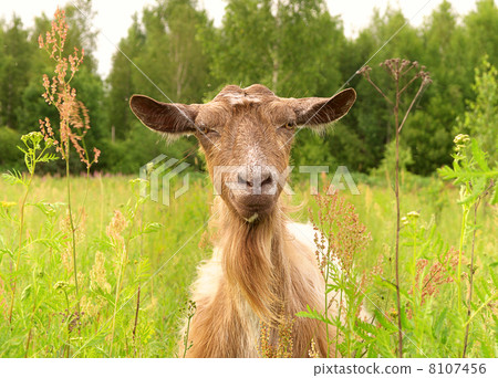 Brown Goat in green village field Farm Animal 8107456