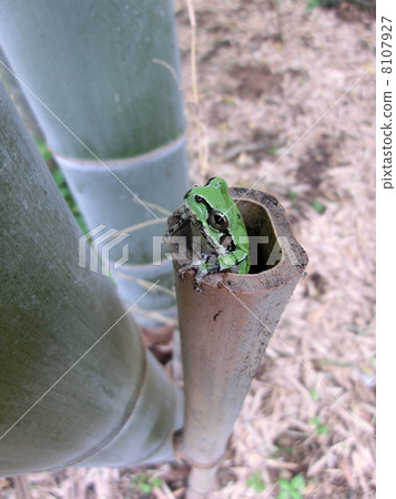Frog in bamboo 8107927