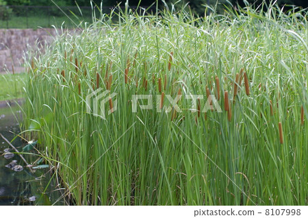 Ears of a beach in a park with a pond 8107998