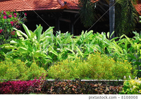 Tabibitonoki旅行者樹植物Ougi Basho扇子Basho旅行者樹緊急飲料風景吸收屋頂巴厘島巴厘島房子私人房子旅館棕櫚樹棕櫚樹南部的國家南島熱的亞洲手段 8108008